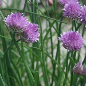 So You Want to Have an Herb Garden Image